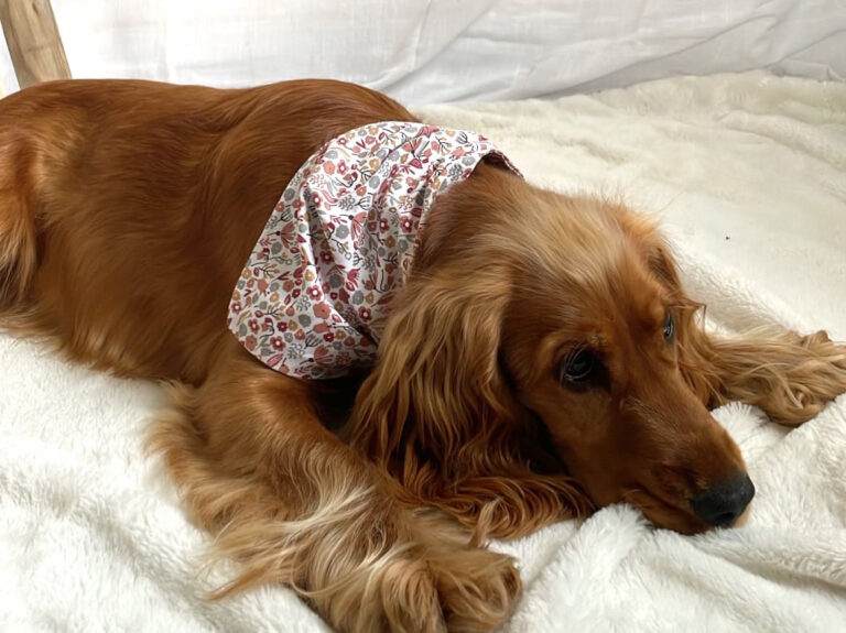L'atelier broderie avec Laura - Nos collections : produits personnalisés pour animaux